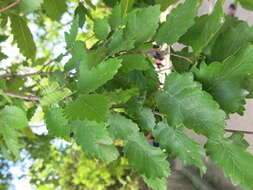 Image of Caucasian zelkova