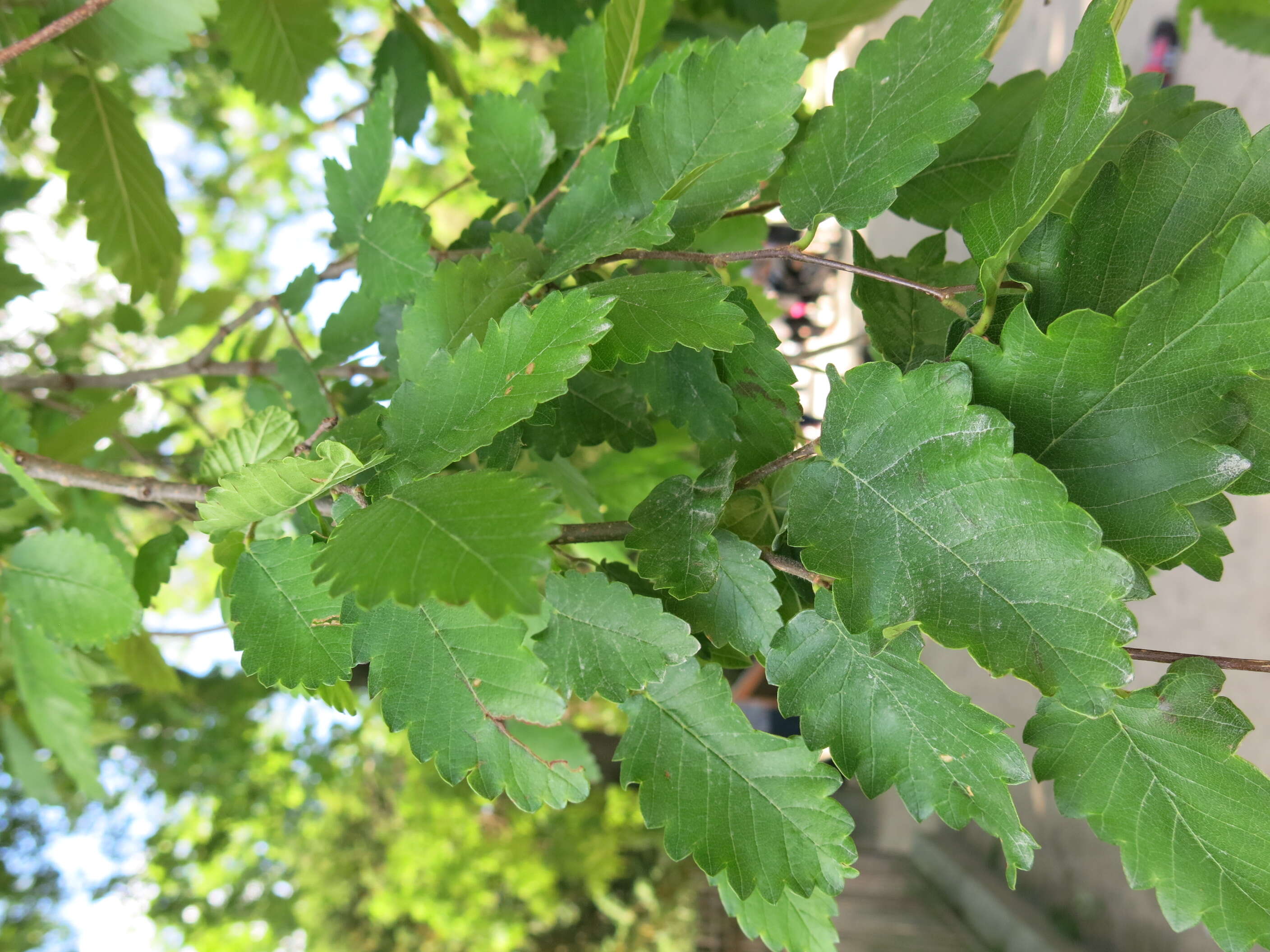 Image de Zelkova carpinifolia (Pall.) C. Koch