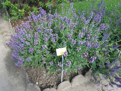 Imagem de Salvia officinalis L.