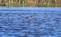 Image of Eurasian Wigeon