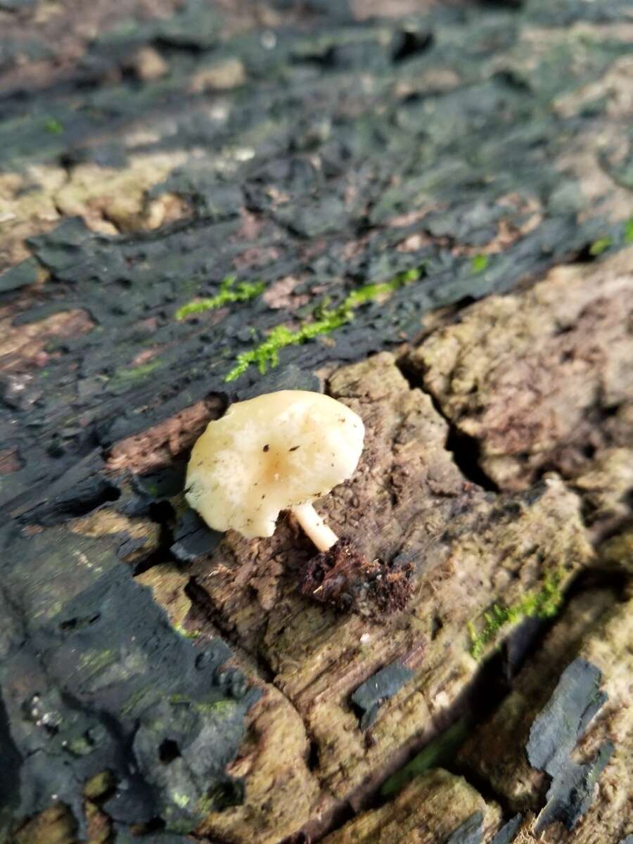 Image de Clitocybe americana H. E. Bigelow 1976