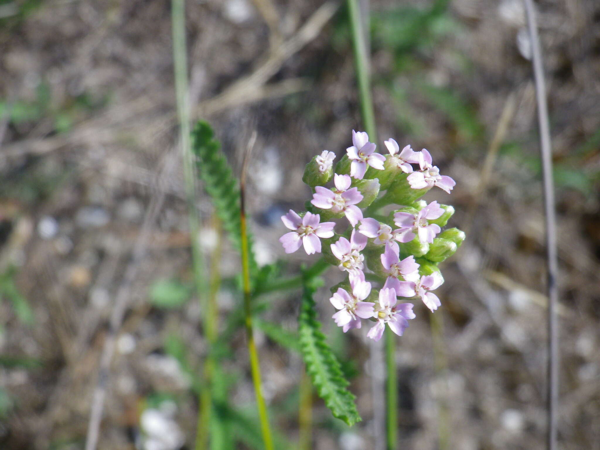 Image of Achillea euxina Klok.