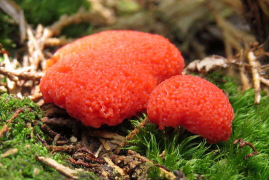 Image of Tubifera ferruginosa