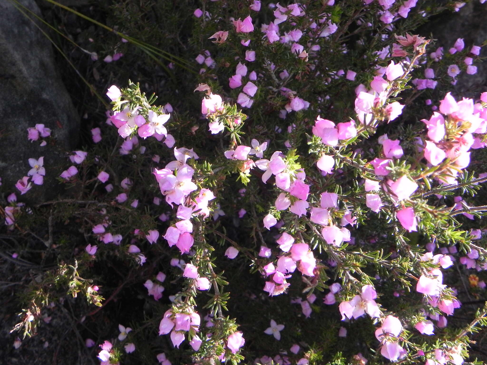 Image of Boronia pilosa subsp. pilosa