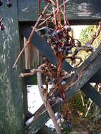 Image of Virginia creeper