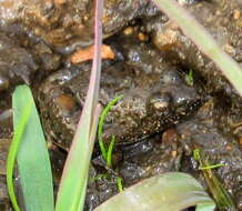 Image of Natal Dwarf Puddle Frog