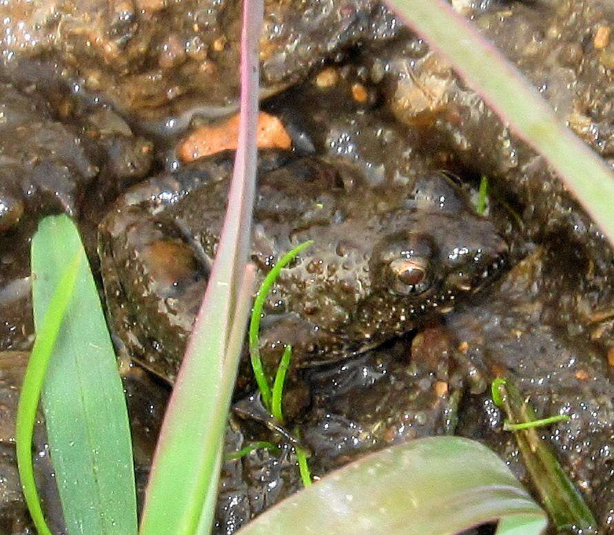 Image of Natal Dwarf Puddle Frog