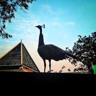 Image of Asiatic peafowl