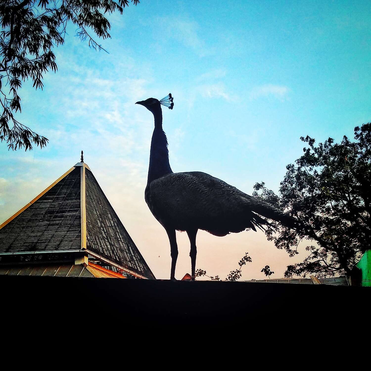 Image of Asiatic peafowl