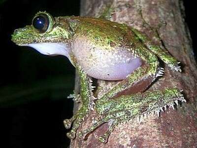 Image of Anamalozoatra Madagascar Frog