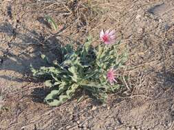 Image de Tragopogon marginifolius Pawl.