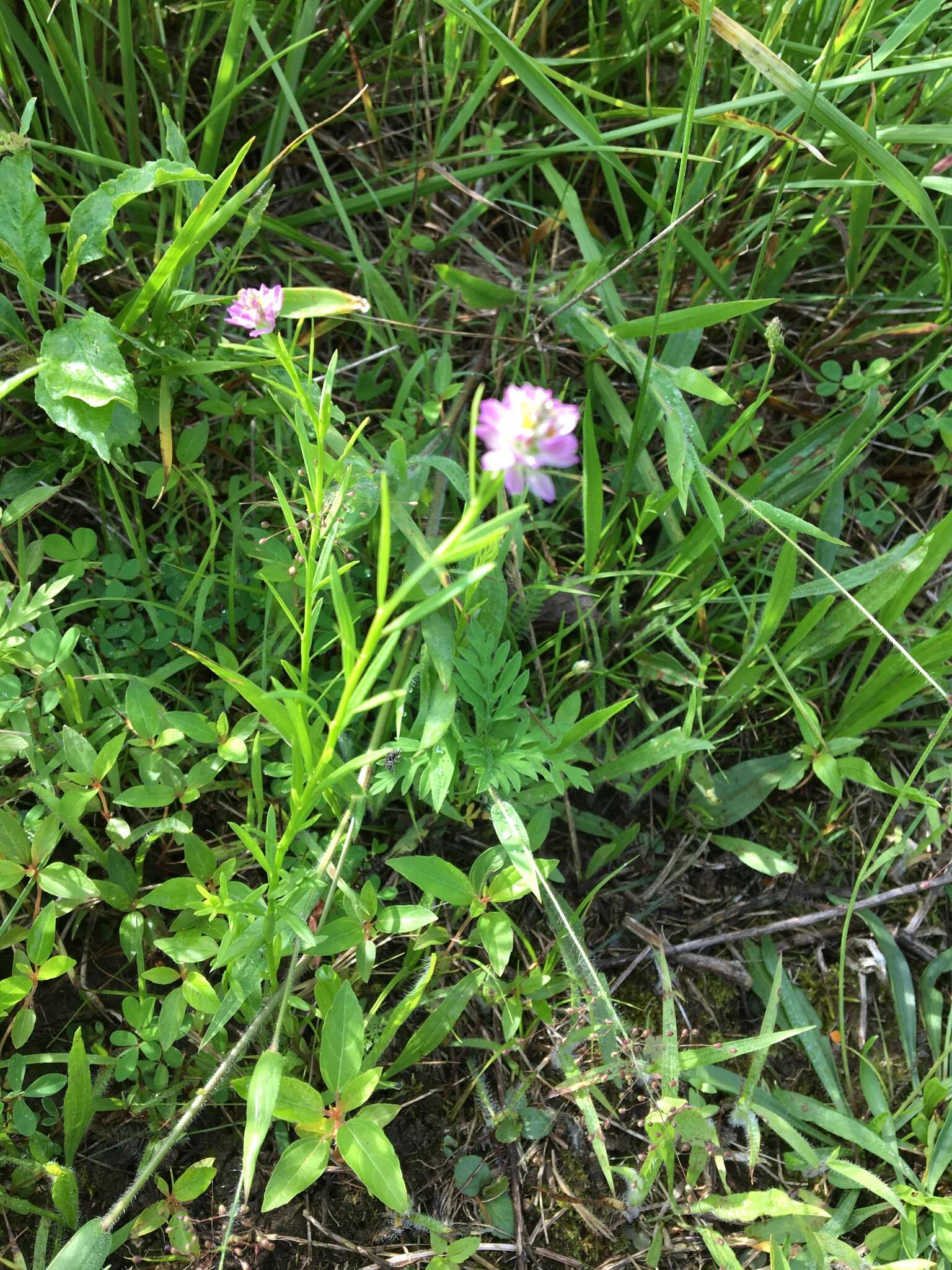 Image of blood milkwort