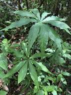 Image of Arisaema consanguineum Schott