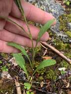 Image of Solidago simplex var. ontarioensis (Ringius) G. S. Ringius