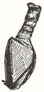 Image of Goose barnacle