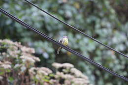 Image of Golden-crowned Flycatcher