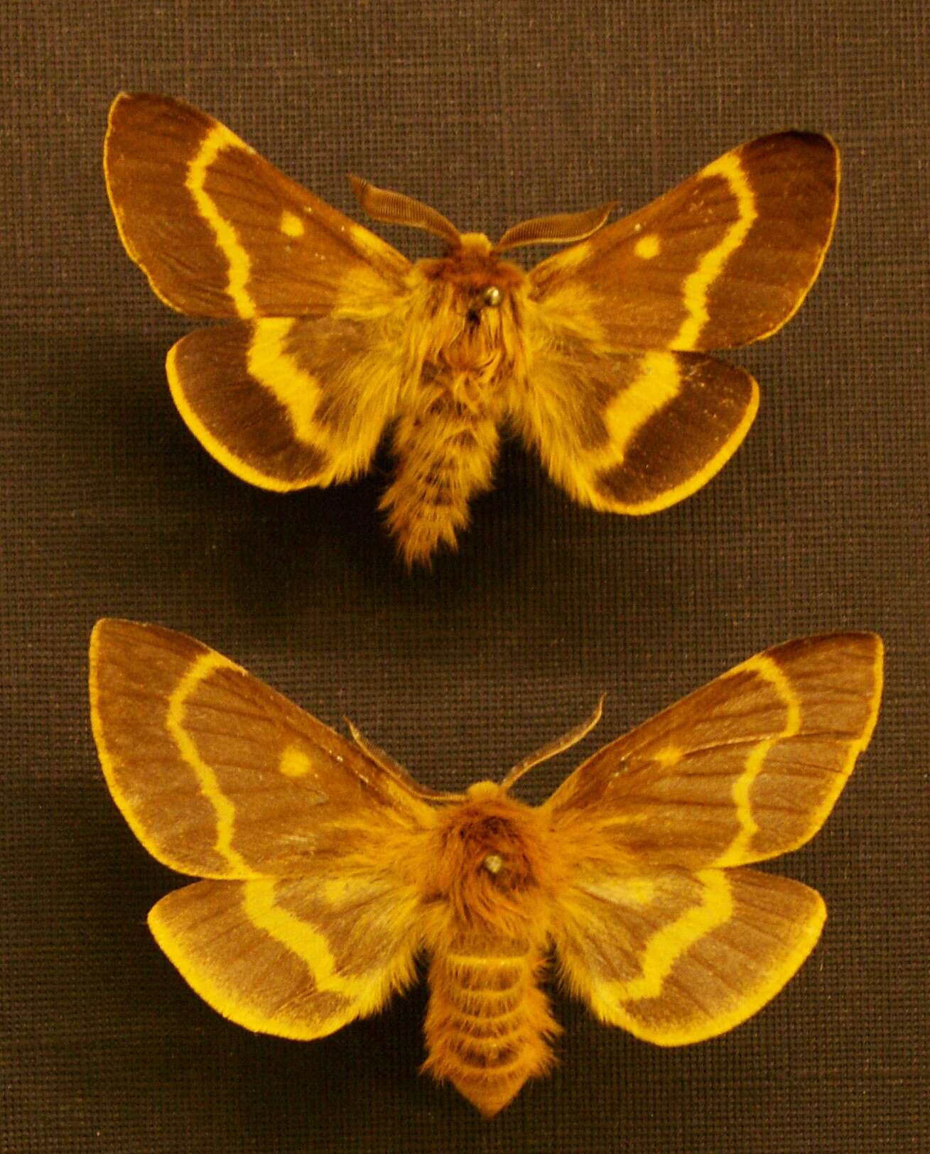 Image of Lemonia dumi (Linnaeus 1761)