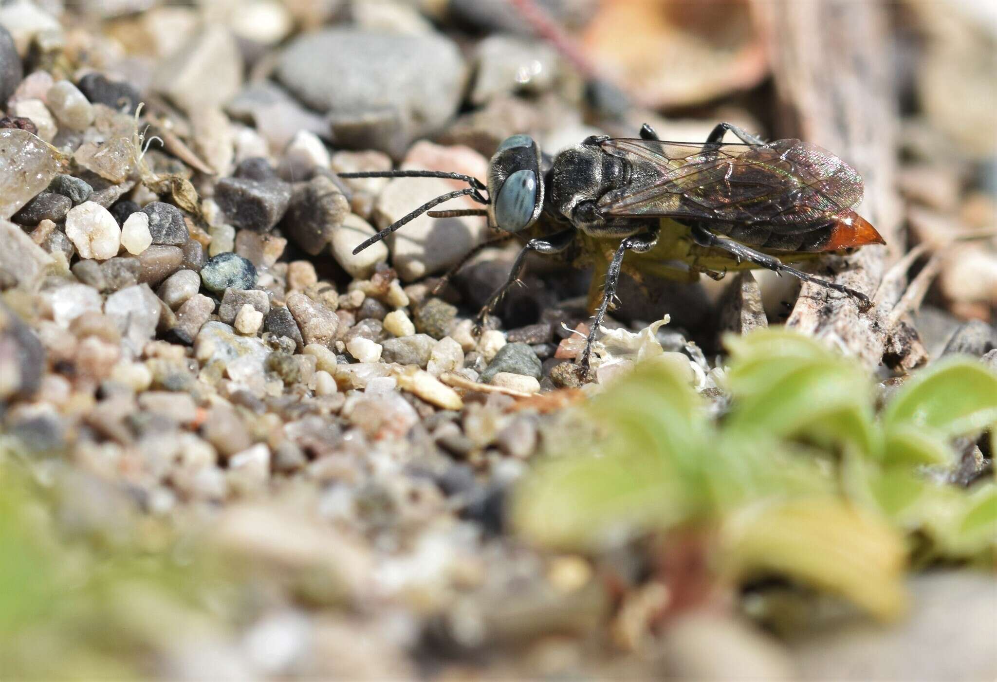 Image of Tachysphex terminatus (F. Smith 1856)