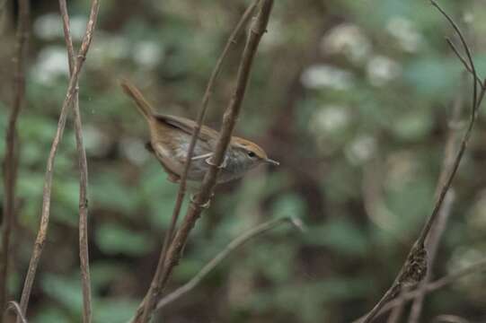 Image of Chestnut-crowned Bush Warbler