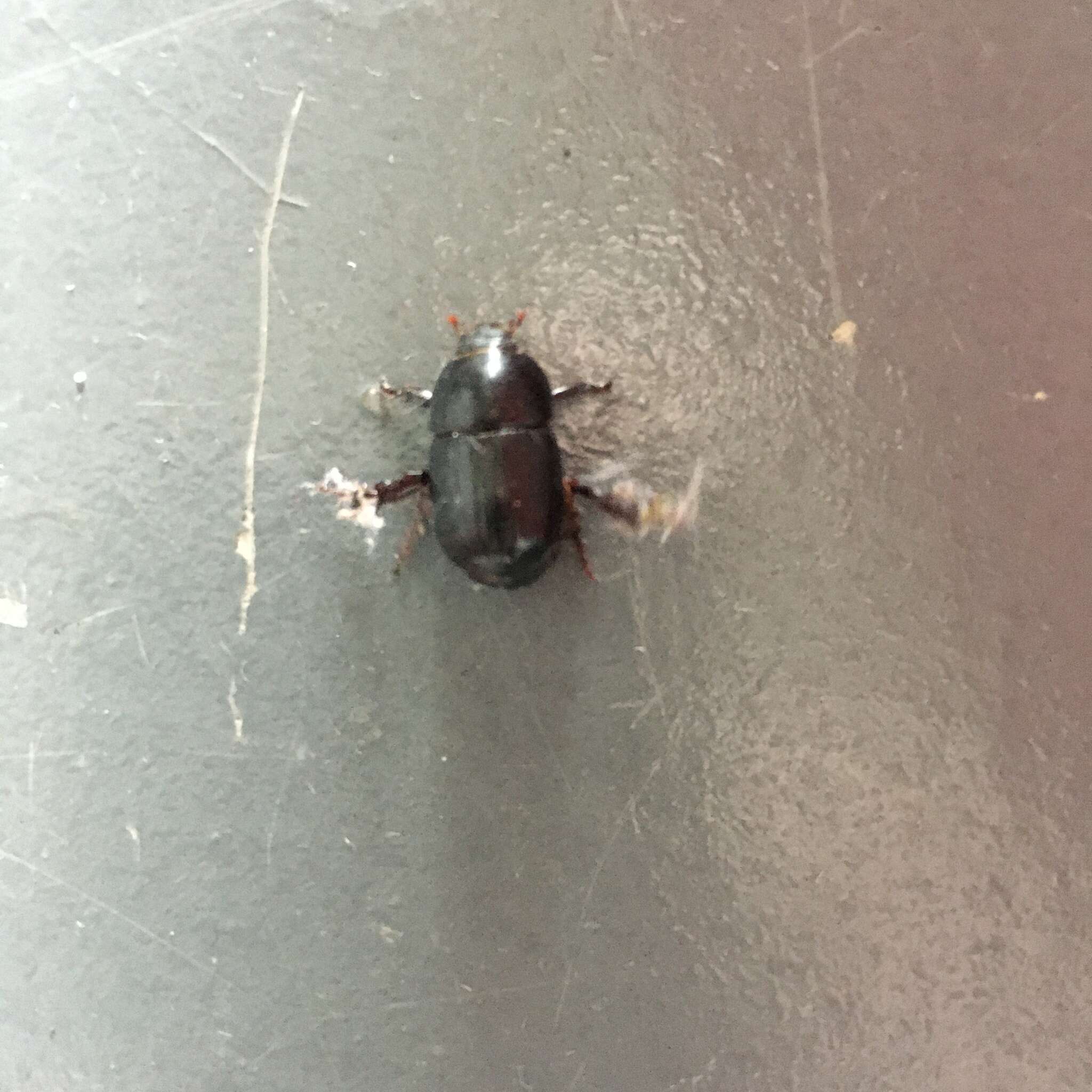 Image of black lawn beetle