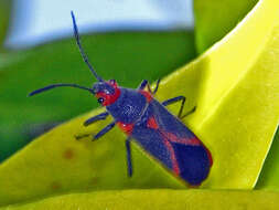 Image of Caenocoris nerii (Germar & E. F. 1847)