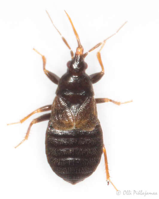 Image of Xylocoris