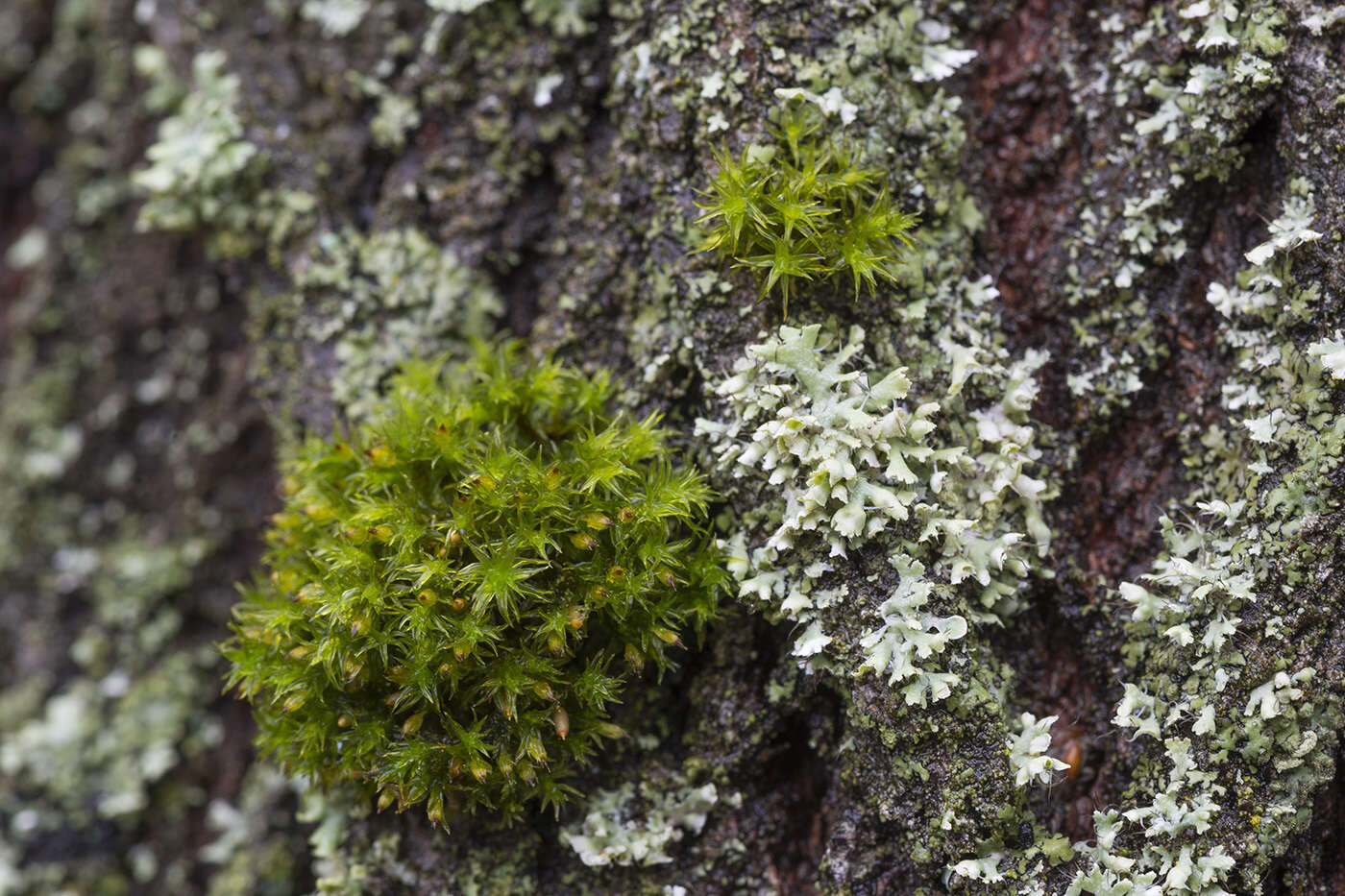 Image of <i>Lewinskya speciosa</i>