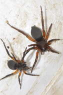 صورة Gnaphosa bicolor (Hahn 1833)