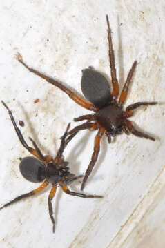 Image of Gnaphosa bicolor (Hahn 1833)