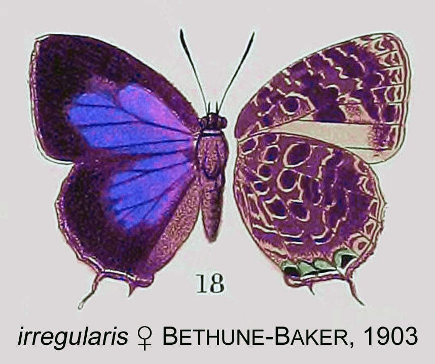 Plancia ëd Arhopala irregularis Bethune-Baker 1903