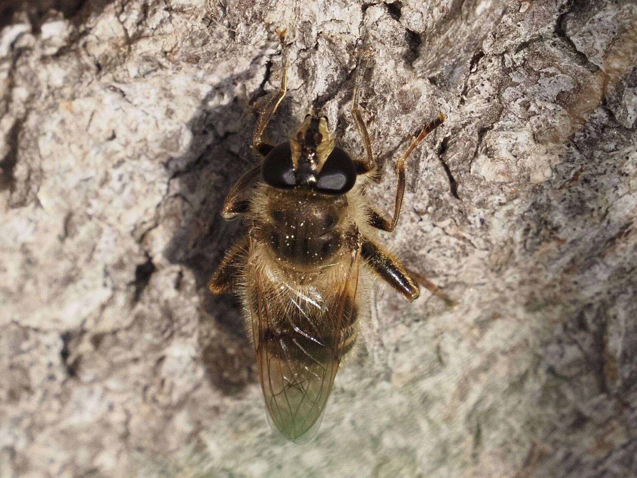 Image of Criorhina pachymera (Egger 1858)