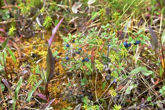 Image of Vaccinium uliginosum subsp. microphyllum Lange