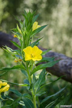 Imagem de Oenothera pycnocarpa Atkinson & Bartlett