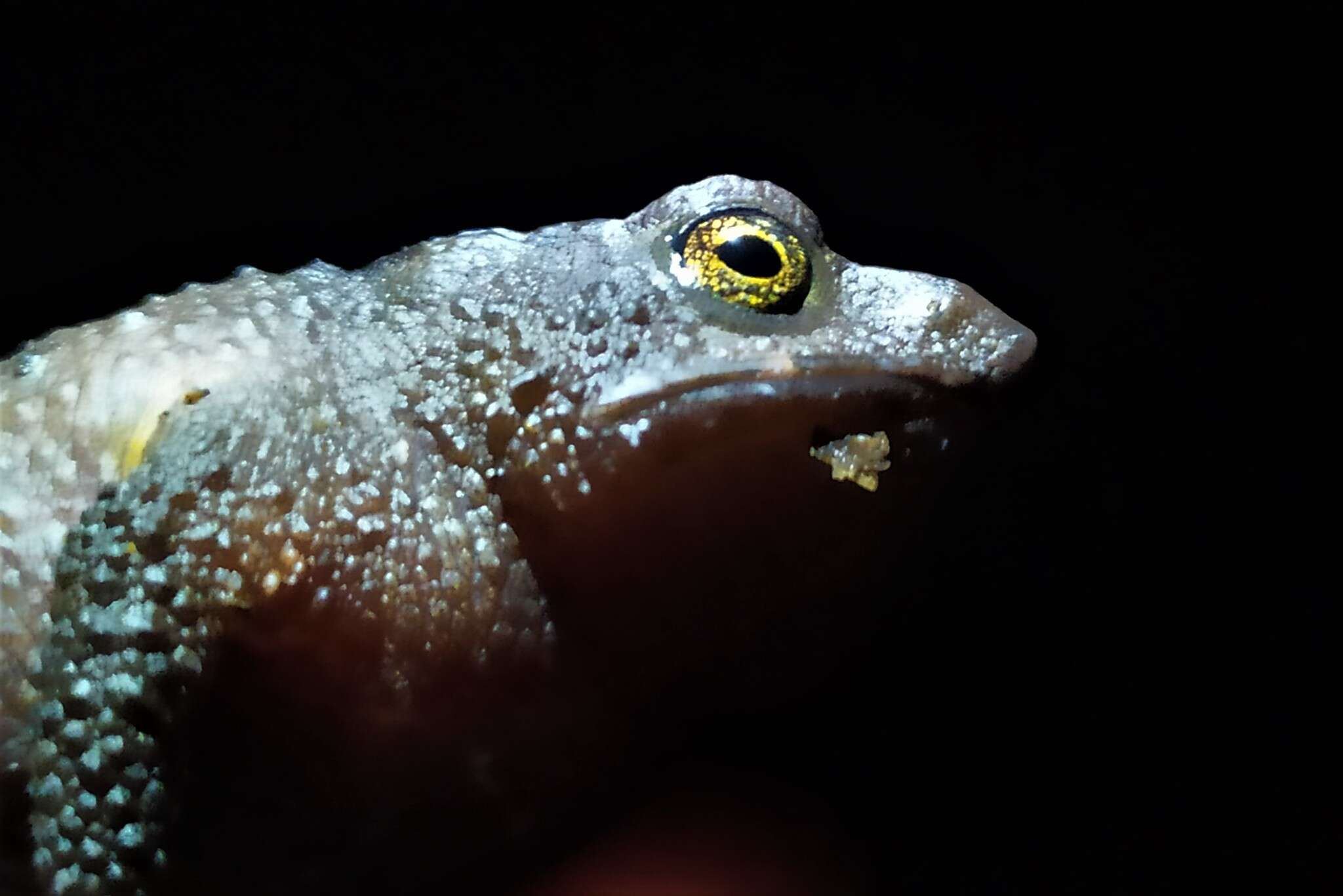 Plancia ëd Rhinella ruizi (Grant 2000)