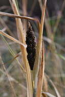 Echinochloa esculenta (A. Braun) H. Scholz resmi