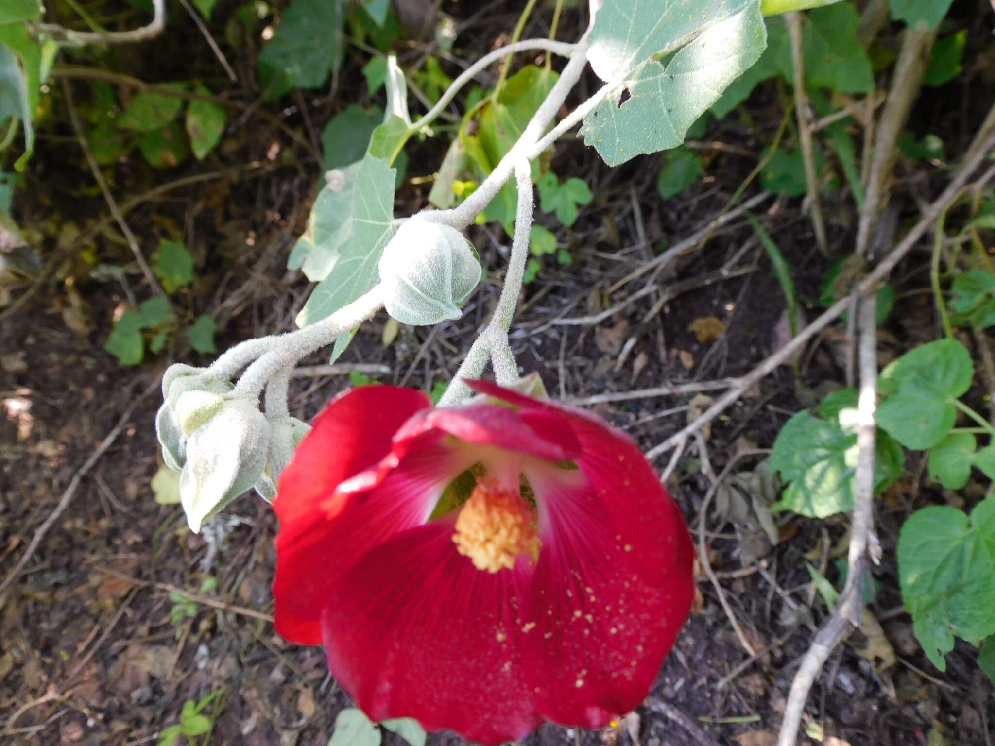 Image de Phymosia umbellata (Cav.) Kearney