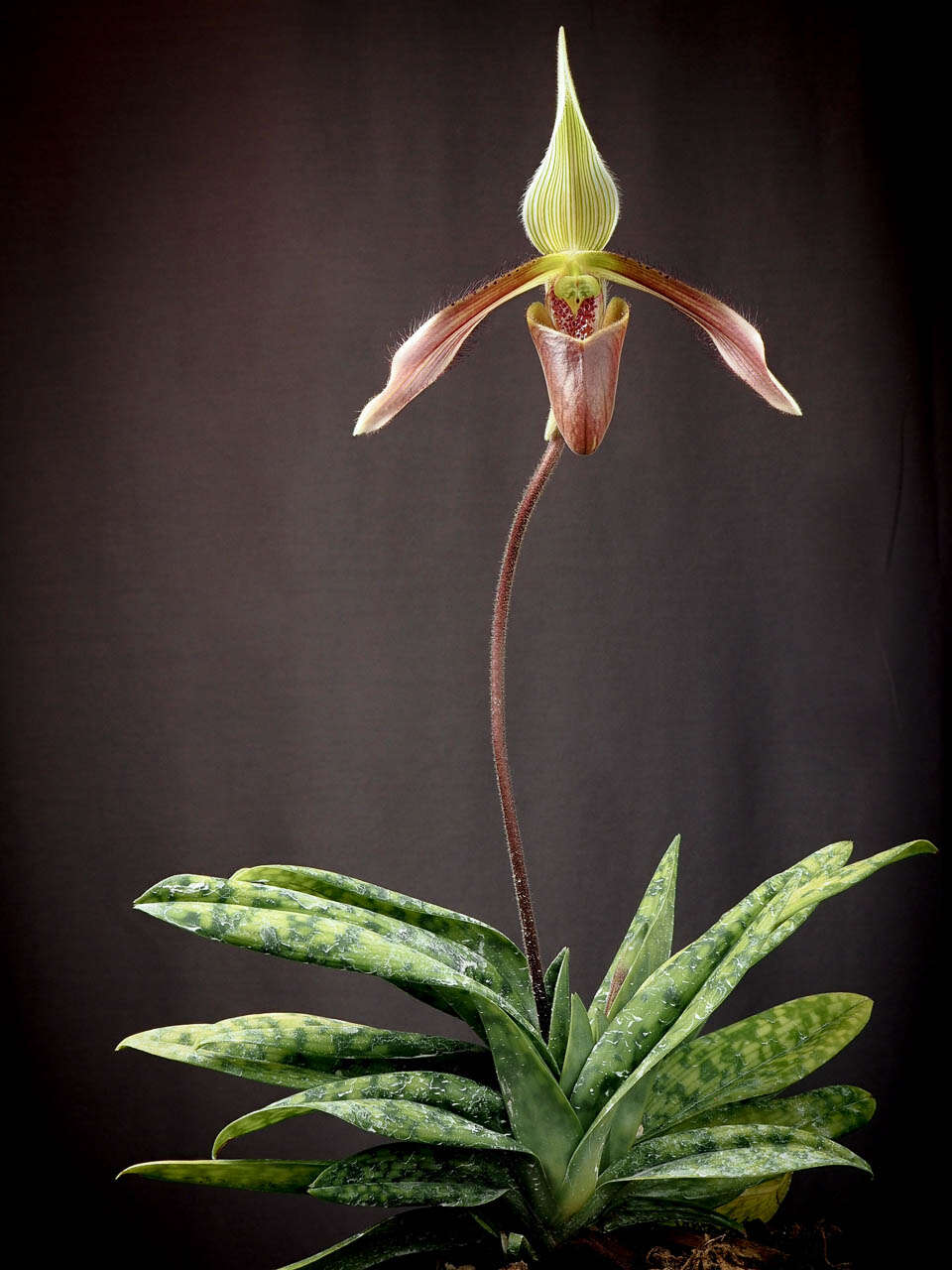 Слика од Paphiopedilum dayanum (Lindl.) Stein