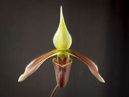 Слика од Paphiopedilum dayanum (Lindl.) Stein