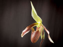 Слика од Paphiopedilum dayanum (Lindl.) Stein