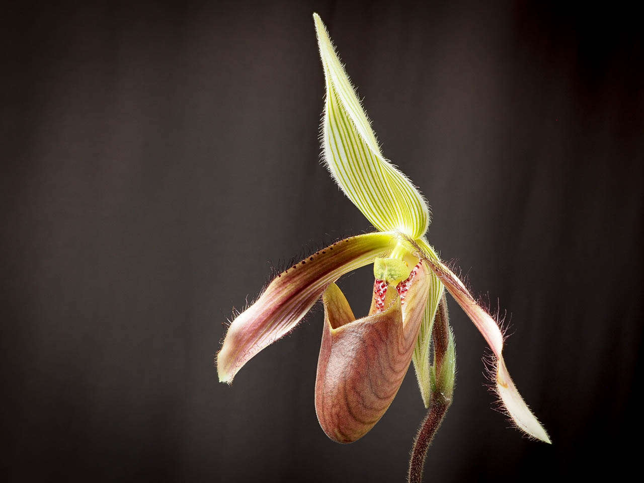 Слика од Paphiopedilum dayanum (Lindl.) Stein