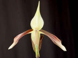 Слика од Paphiopedilum dayanum (Lindl.) Stein