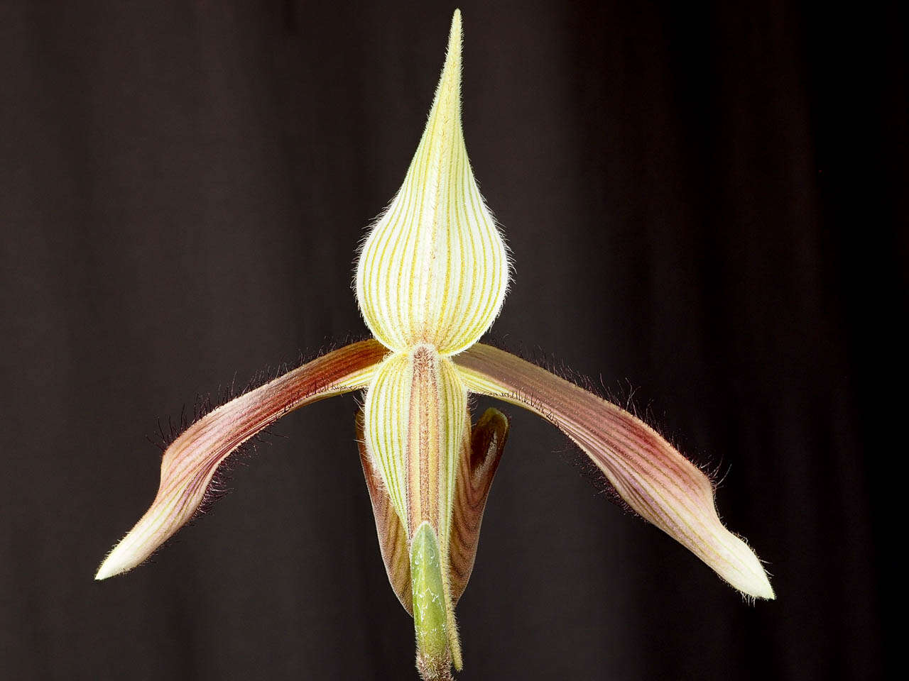 Слика од Paphiopedilum dayanum (Lindl.) Stein