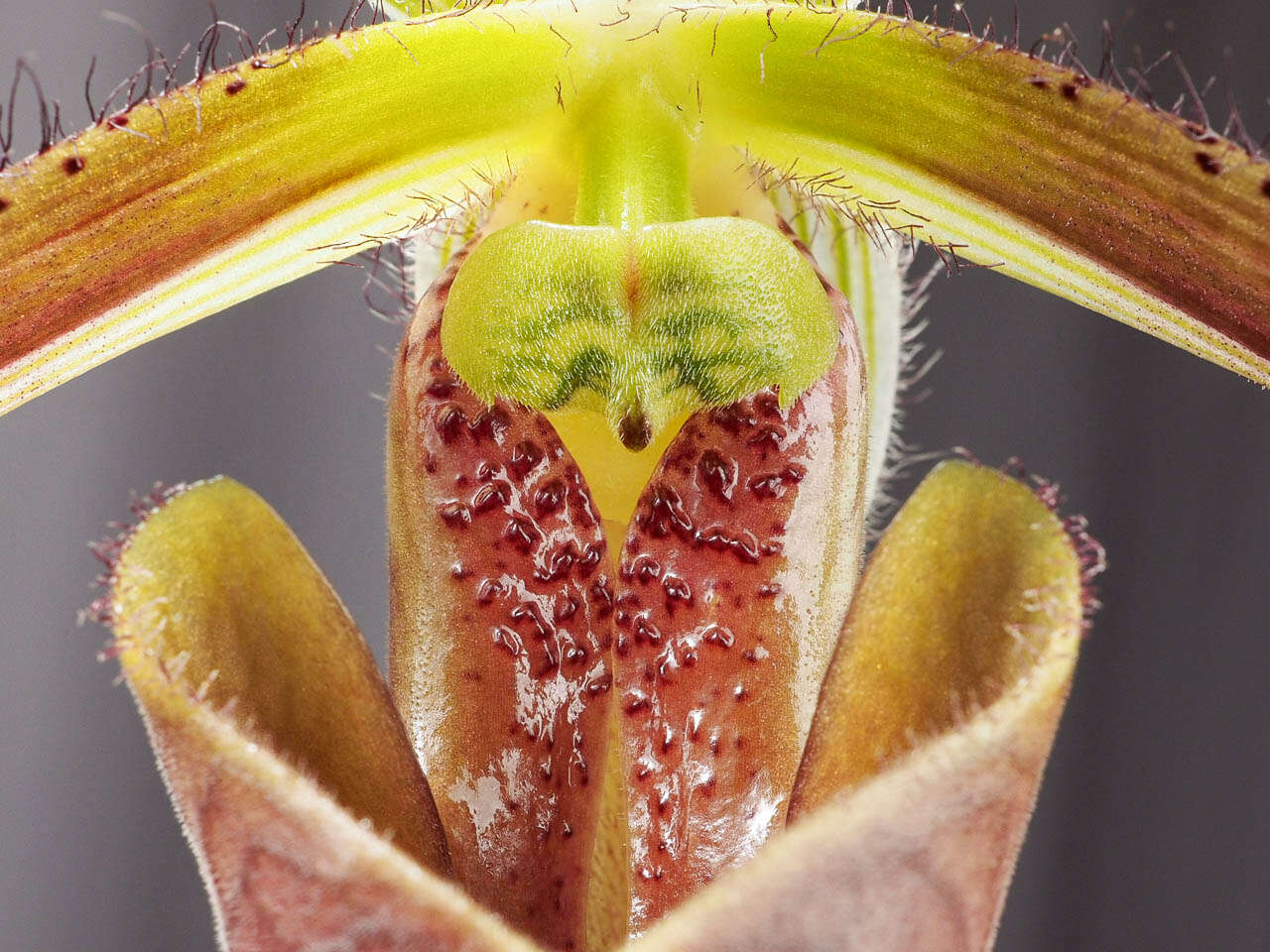 Слика од Paphiopedilum dayanum (Lindl.) Stein