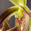 Image de Paphiopedilum dayanum (Lindl.) Stein