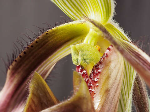 Imagem de Paphiopedilum dayanum (Lindl.) Stein