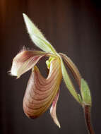 Слика од Paphiopedilum dayanum (Lindl.) Stein