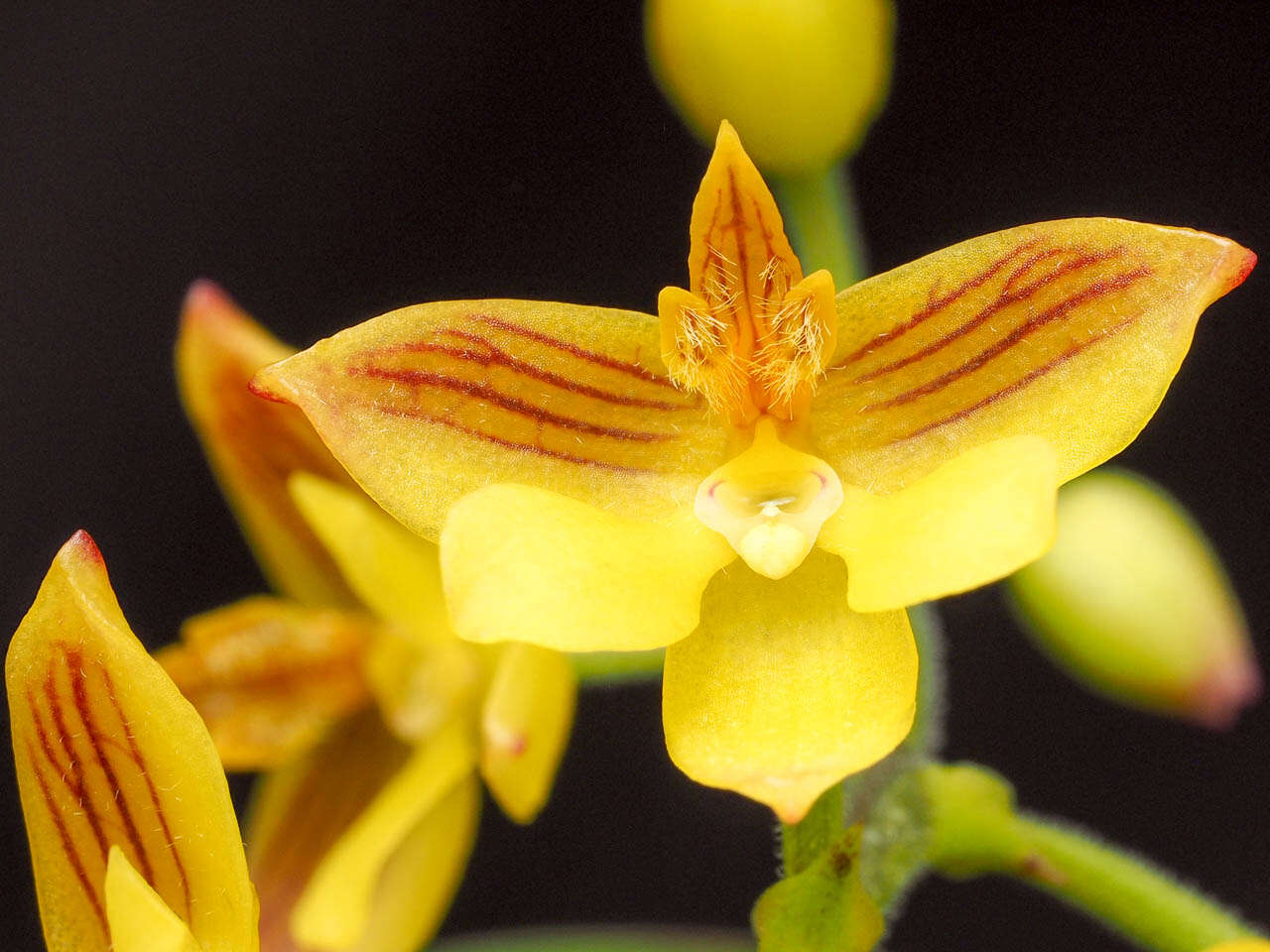 Image of Yellowspike orchids