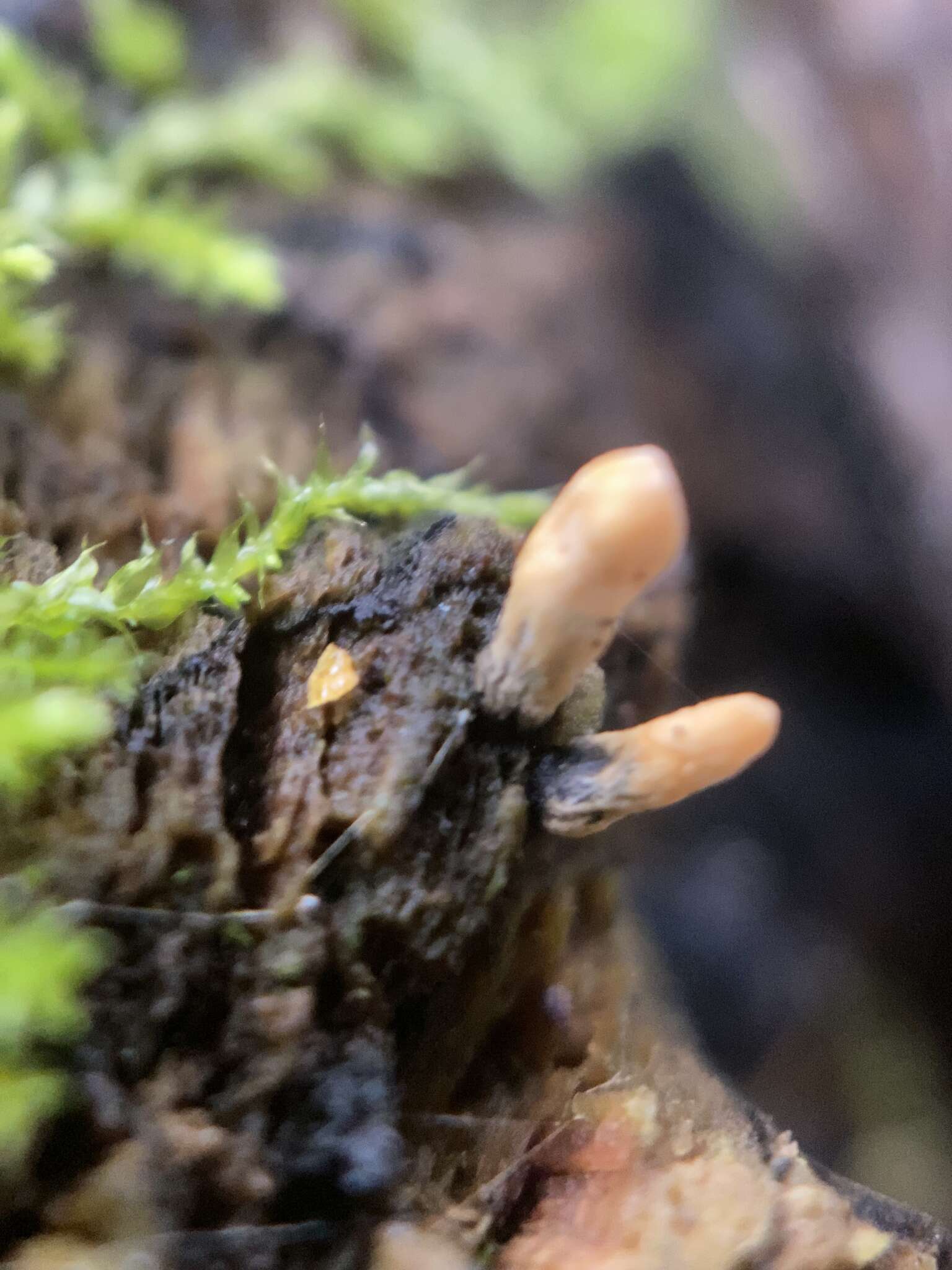 Image of Xylaria vasconica J. Fourn. & M. Stadler 2011