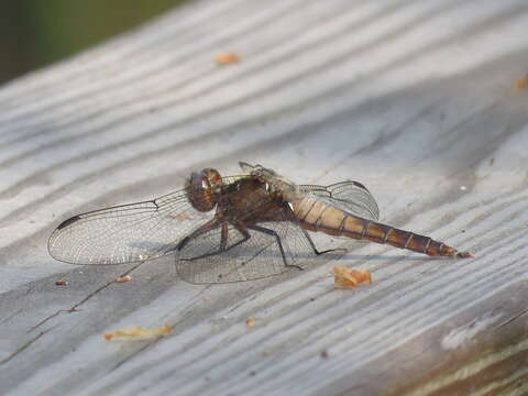 Image of Chalk-fronted Corporal