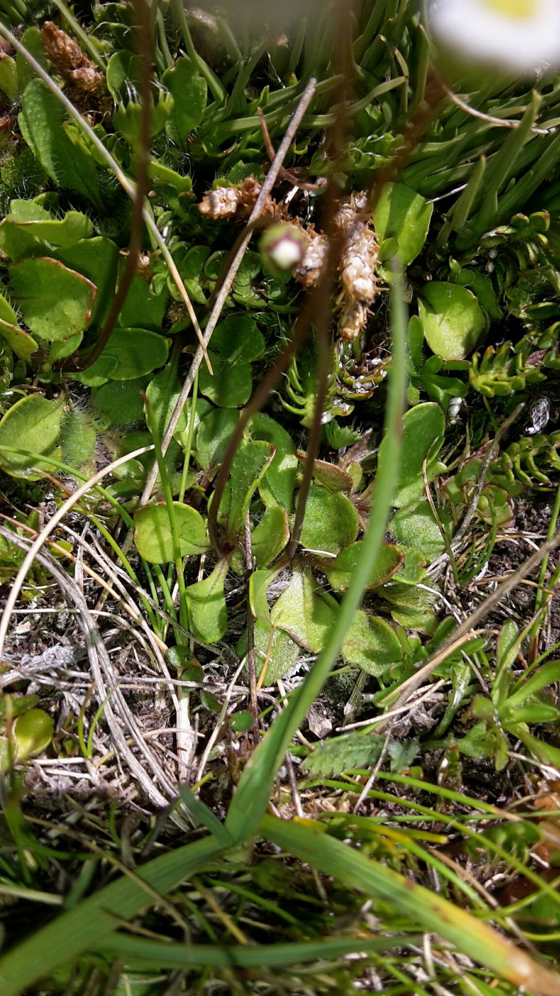 صورة Lagenophora cuneata Petrie